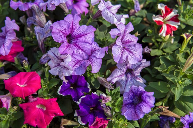 Foto primer plano de las plantas con flores púrpuras