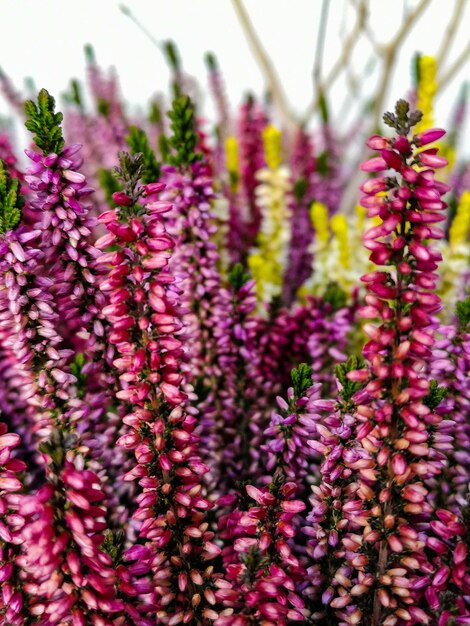 Foto primer plano de las plantas con flores púrpuras