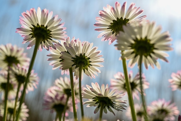 Primer plano de las plantas con flores púrpuras