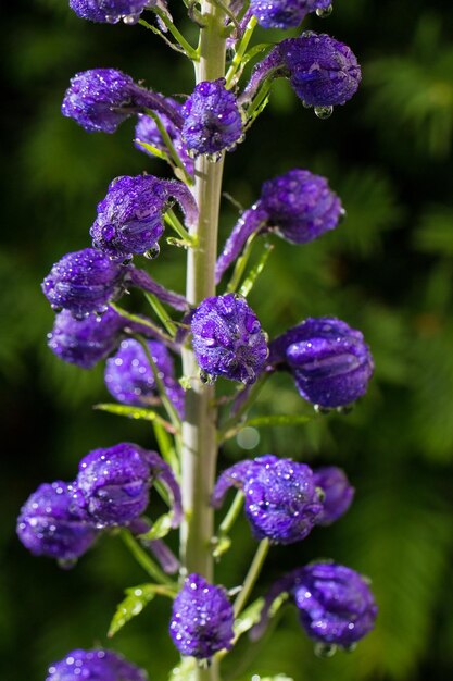 Foto primer plano de las plantas con flores púrpuras