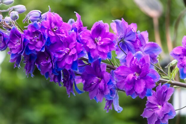 Foto primer plano de las plantas con flores púrpuras