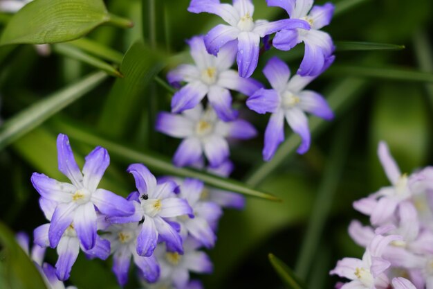 Primer plano de las plantas con flores púrpuras