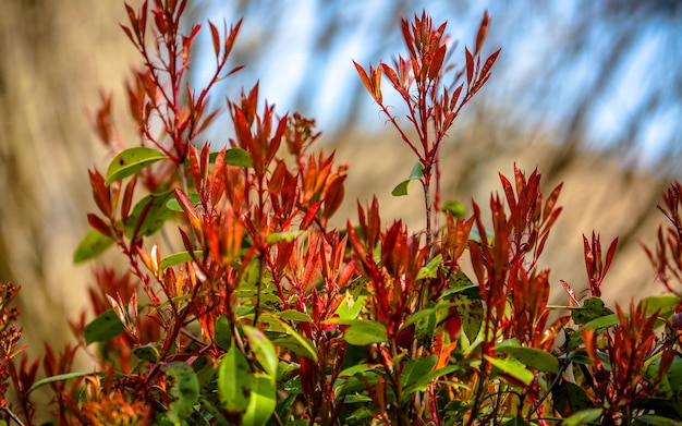 Foto primer plano de las plantas de flores rojas en el campo