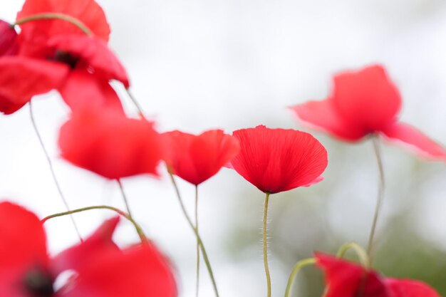 Foto primer plano de plantas con flores rojas contra el cielo