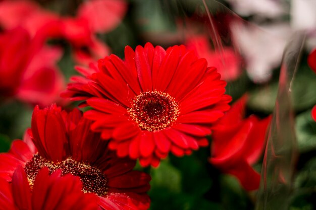 Primer plano de las plantas con flores rojas