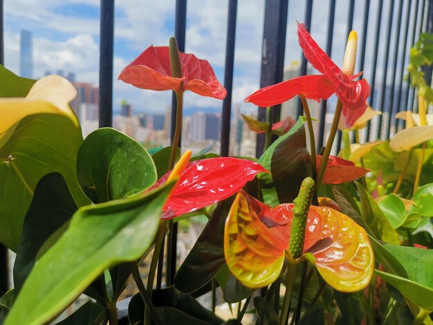 Foto primer plano de las plantas de flores rojas