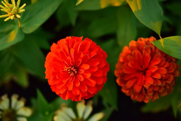 Foto primer plano de las plantas de flores rojas