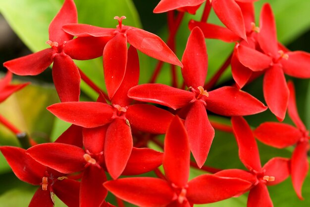 Foto primer plano de las plantas de flores rojas