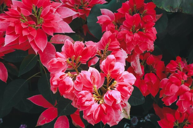 Foto primer plano de las plantas de flores rojas