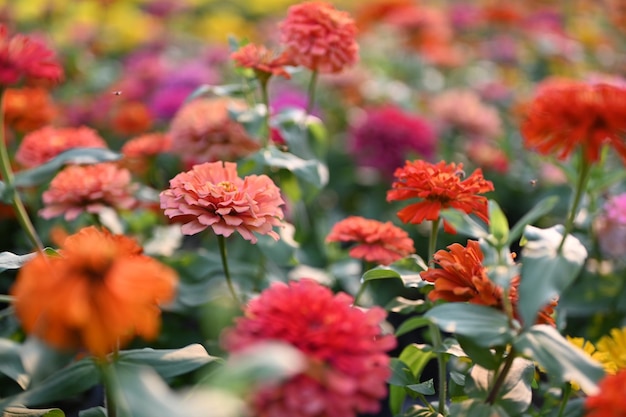 Primer plano de las plantas de flores rojas