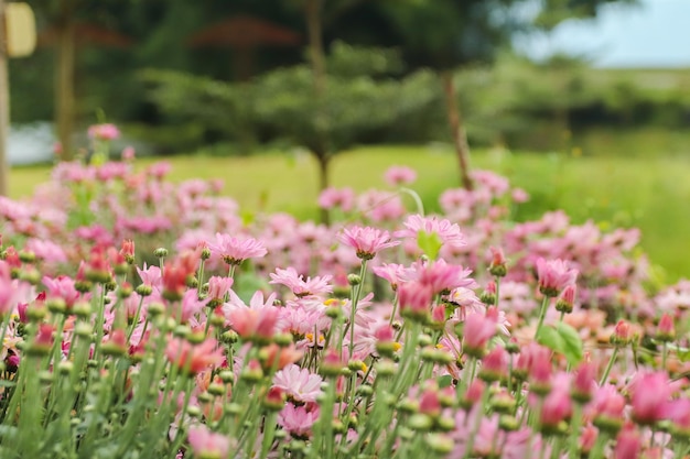 Primer plano de las plantas con flores rosadas en el campo