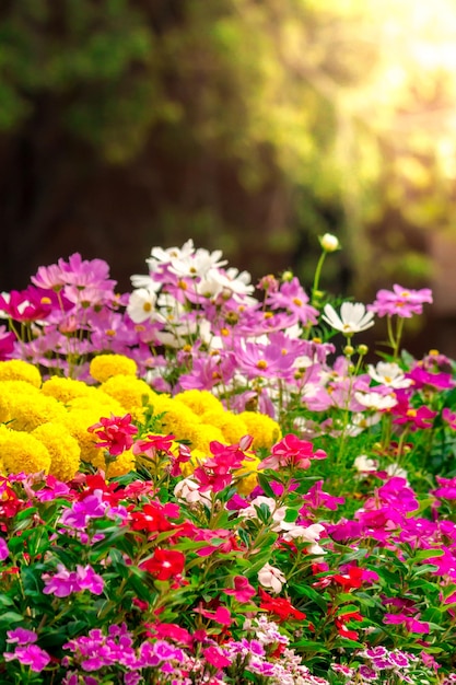 Foto primer plano de las plantas con flores rosadas en el parque