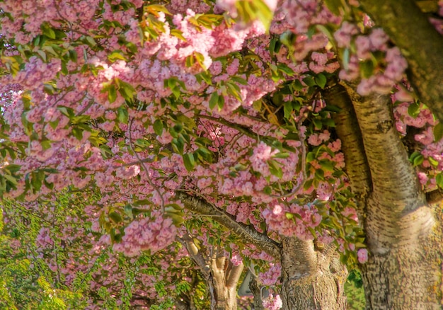 Foto primer plano de las plantas con flores rosadas