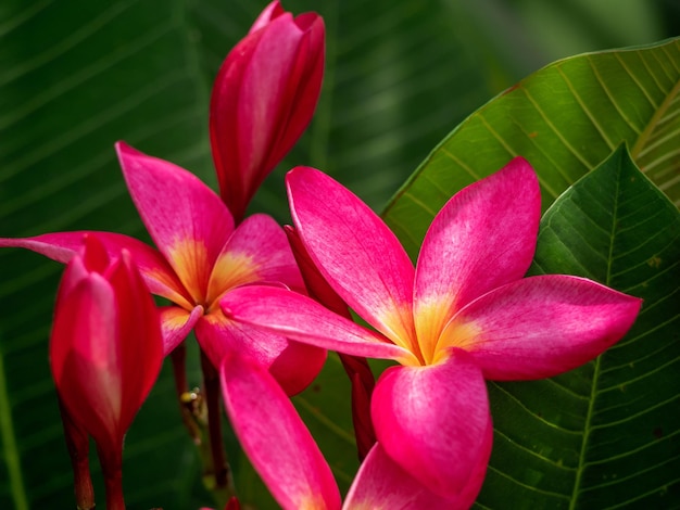 Foto primer plano de las plantas con flores rosadas