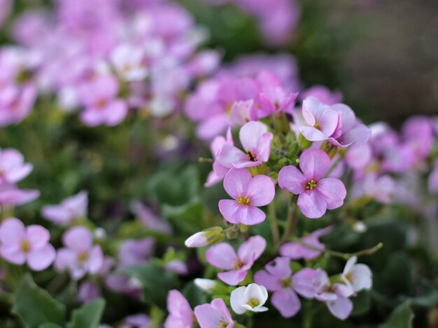 Primer plano de las plantas con flores rosadas