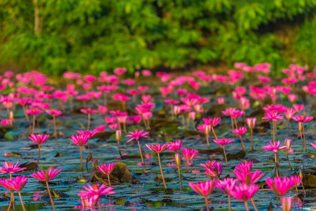 Foto primer plano de las plantas con flores rosadas