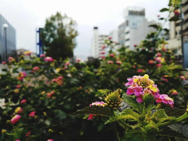 Foto primer plano de las plantas con flores rosadas