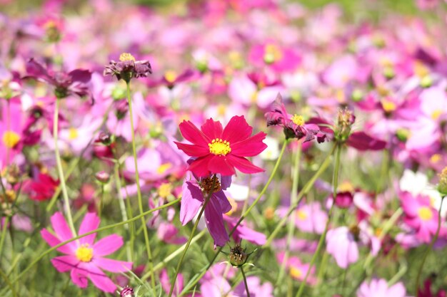 Foto primer plano de las plantas con flores rosas en el campo