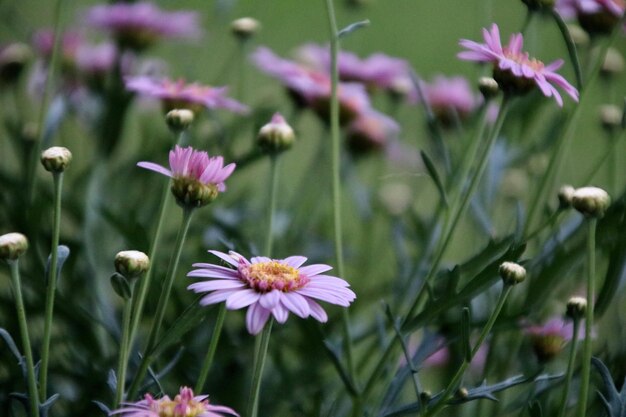 Foto primer plano de las plantas con flores rosas en el campo