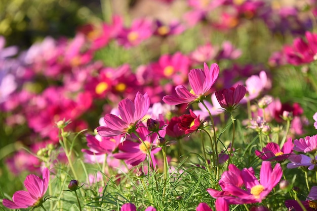 Foto primer plano de las plantas con flores rosas en el campo