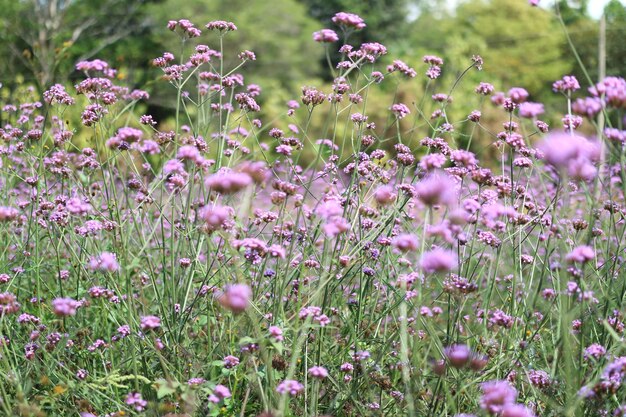 Foto primer plano de las plantas con flores rosas en el campo