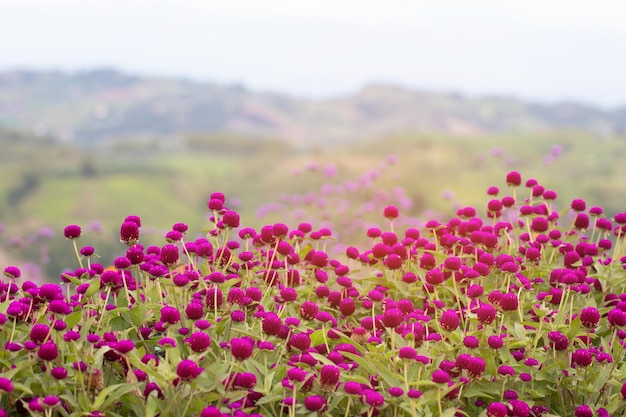 Primer plano de las plantas con flores rosas en el campo