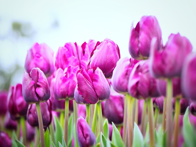 Foto primer plano de las plantas con flores rosas en el campo