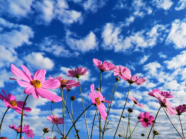 Foto primer plano de plantas con flores rosas contra el cielo nublado