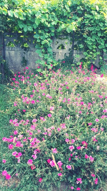 Foto primer plano de plantas con flores rosas en el jardín