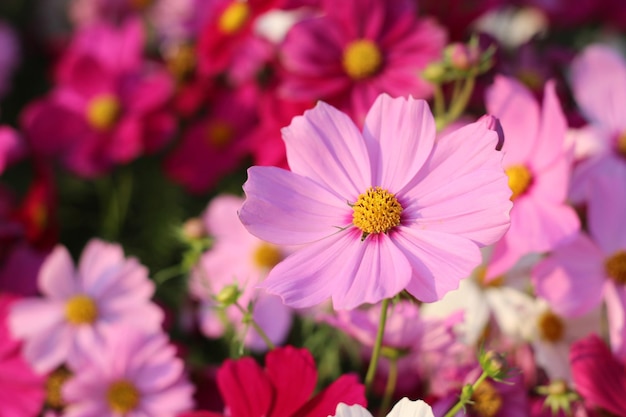 Foto primer plano de las plantas con flores rosas en el parque