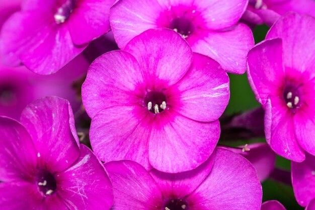 Foto primer plano de las plantas con flores rosas en el parque