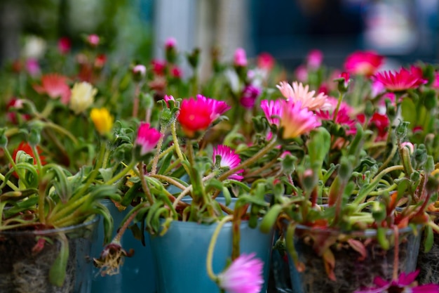 Foto primer plano de las plantas con flores rosas