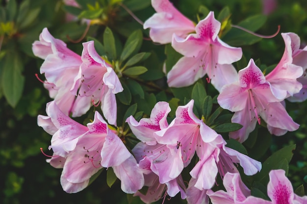 Primer plano de las plantas con flores rosas