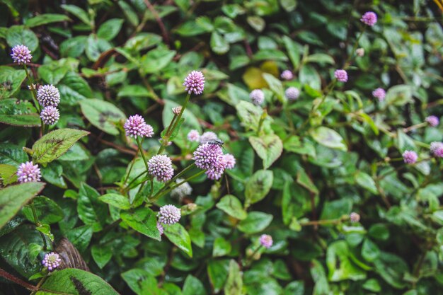 Primer plano de las plantas con flores rosas