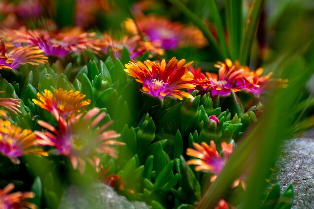 Foto primer plano de las plantas con flores rosas