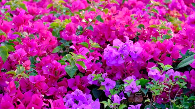 Foto primer plano de las plantas con flores rosas