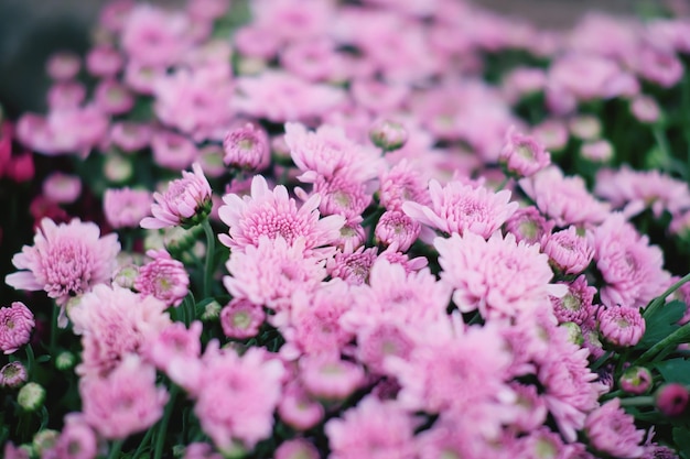 Primer plano de las plantas con flores rosas