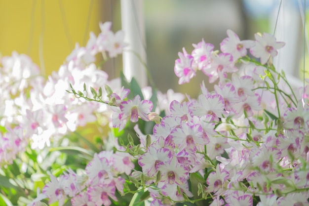 Primer plano de las plantas con flores rosas