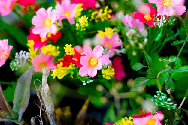 Foto primer plano de las plantas con flores rosas