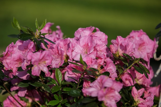 Primer plano de las plantas con flores rosas
