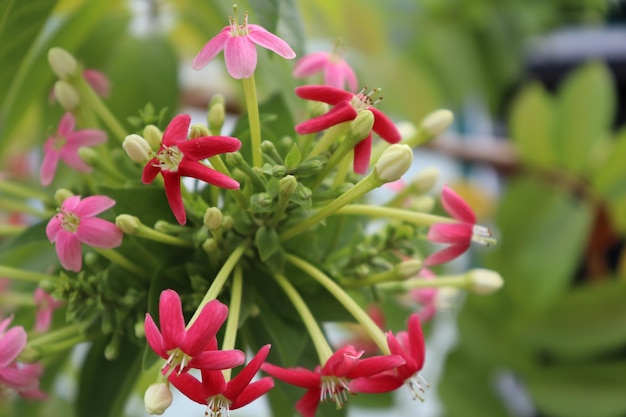 Foto primer plano de las plantas con flores rosas