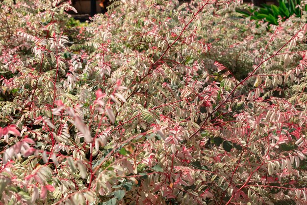 Foto primer plano de las plantas con flores rosas