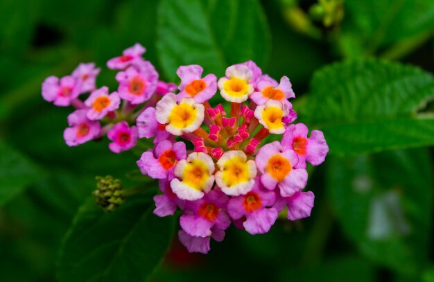 Foto primer plano de las plantas con flores rosas