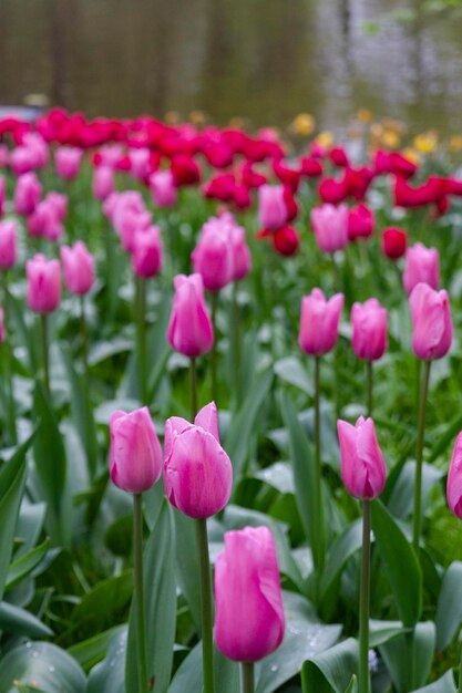 Primer plano de las plantas con flores rosas