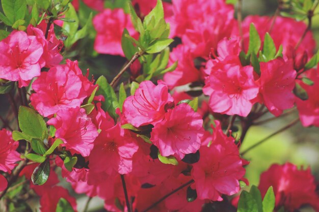 Primer plano de las plantas con flores rosas