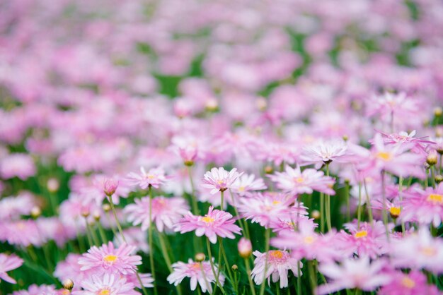 Foto primer plano de las plantas con flores rosas