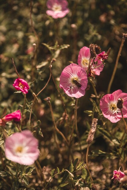 Foto primer plano de las plantas con flores rosas