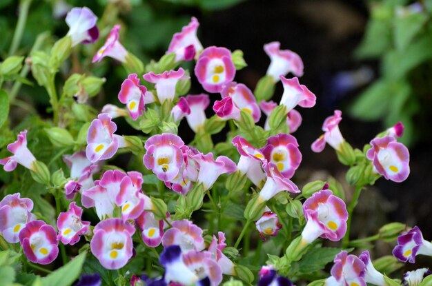 Foto primer plano de las plantas con flores rosas