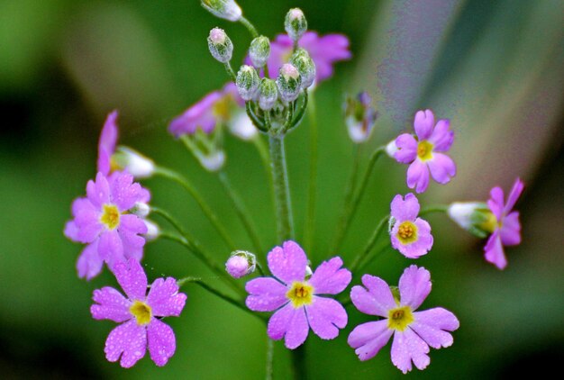 Foto primer plano de las plantas con flores rosas