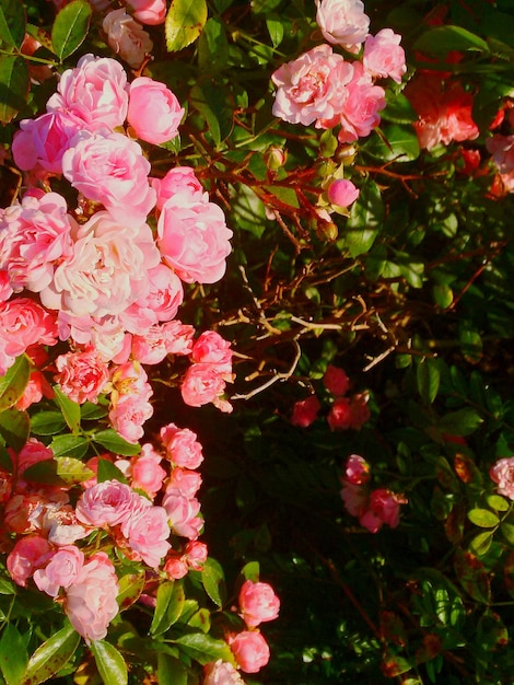 Primer plano de las plantas con flores rosas